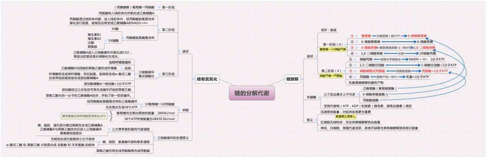 生物化学思维导图