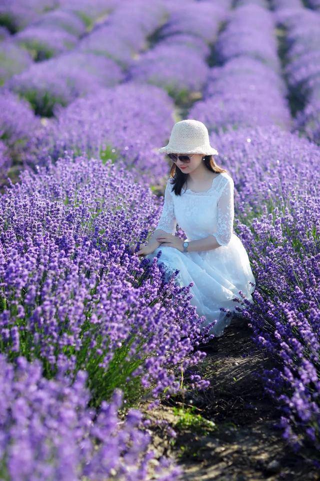 6月的伊犁是紫色的海洋,新疆伊犁薰衣草最佳拍摄攻略