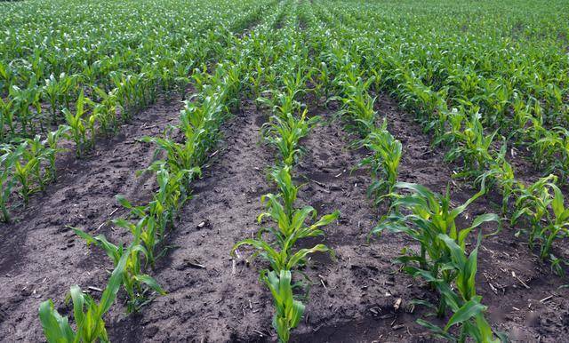 大田玉米丰产高效种植技术加强田间管理工作确保玉米增产增收
