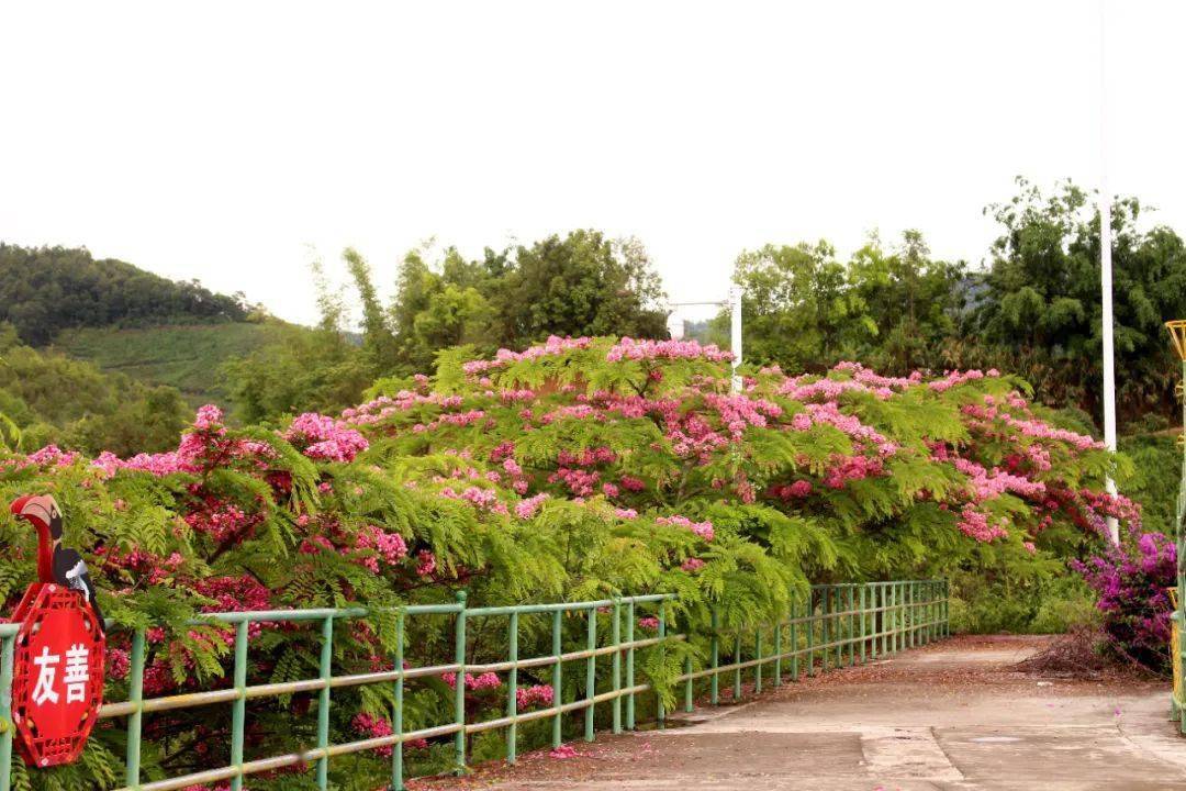 色花堂98堂入口