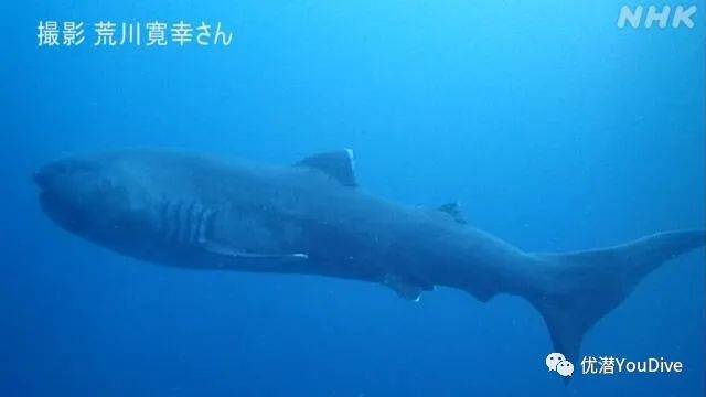 日本东京湾惊现罕见巨口鲨 全球记录仅100只 千叶县