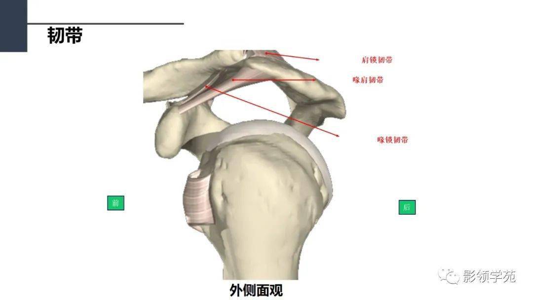 肩关节解剖及常见疾病影像表现