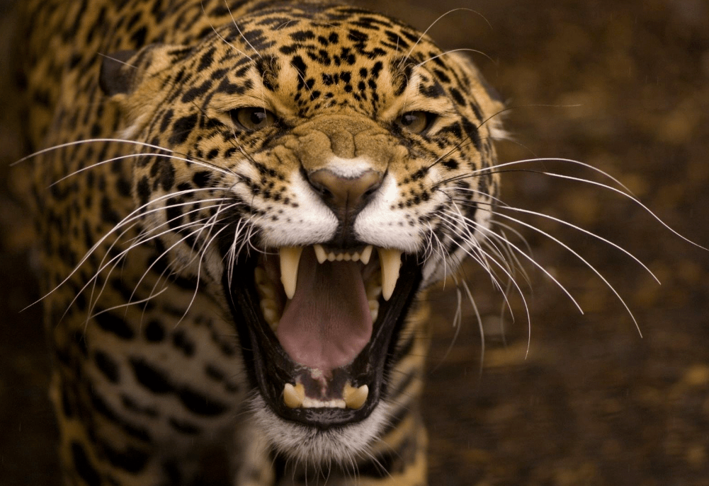 �����ǡ�����ű�....���ǵı������������Ժη�?