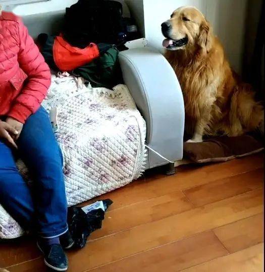 苦命金毛换4任主人,为报恩,每天伺候新主人穿衣,努力看家护院