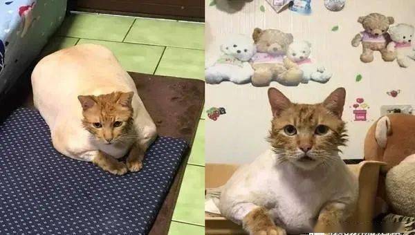给橘猫剃毛层次打太高结果它秒变成大坨厚切吐司瘫地板