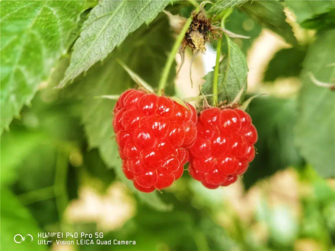 树莓,系蔷薇科悬钩子属多年生落叶小灌木,因其果型,色,味与草莓相似但