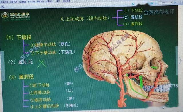 口腔解剖肌肉神经血管