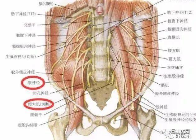 解剖走形:股神经沿腰大肌外侧缘与髂肌之间下行,经腹股沟韧带深面到达