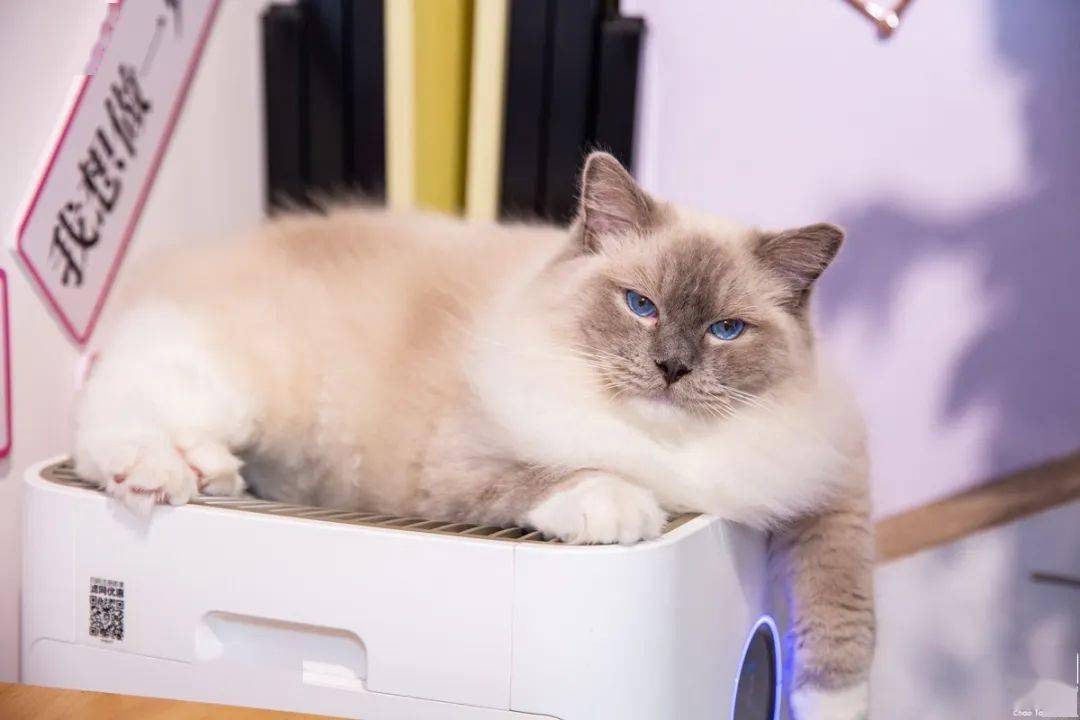怎么赶走猫咪最有效 bb9992c8dfd64609a41c3bd5a6dd6b48.jpeg