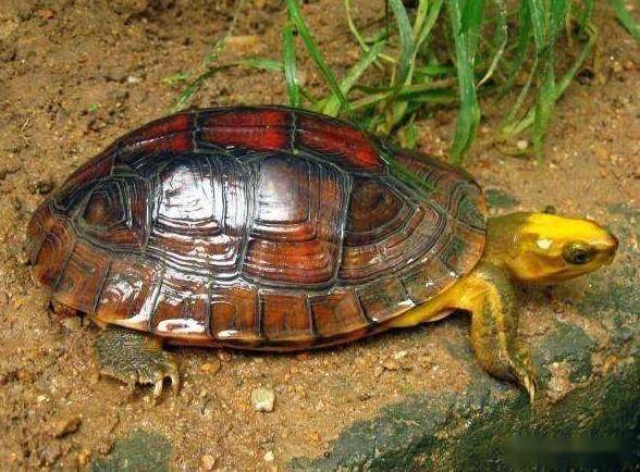 一日一龟——金头闭壳龟