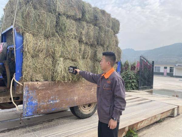 农村|甘肃一名大学生回农村创业成致富带头人