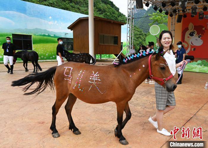 摄  6月20日,首届中国·德保矮马化妆师大赛在广西百色市德保县矮马