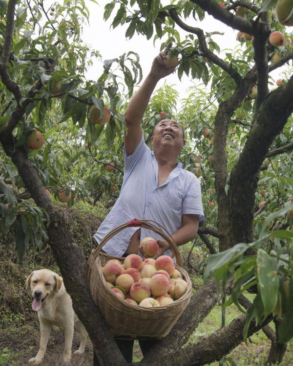 桃园|播种甜蜜的一家人