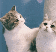壁纸 动物 狗 狗狗 猫 猫咪 小猫 桌面 192_177 gif 动态图 动图