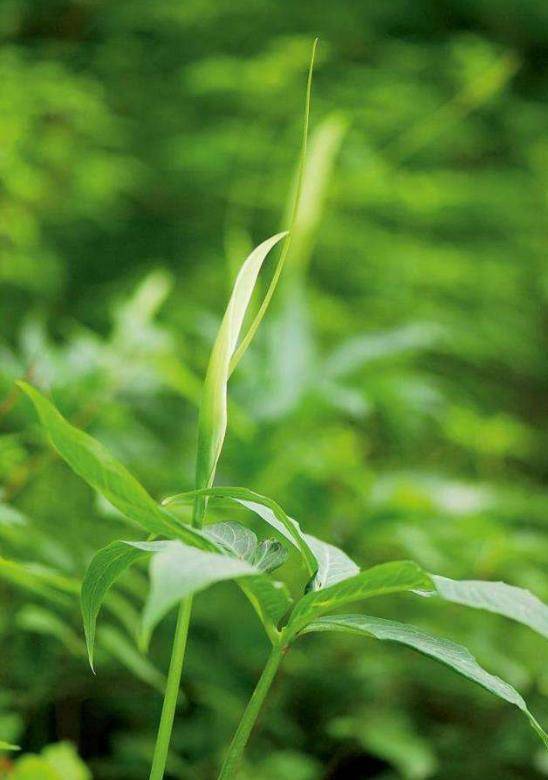 「诗词鉴赏」夏至过后半夏生,在诗词悠然品味半夏时光