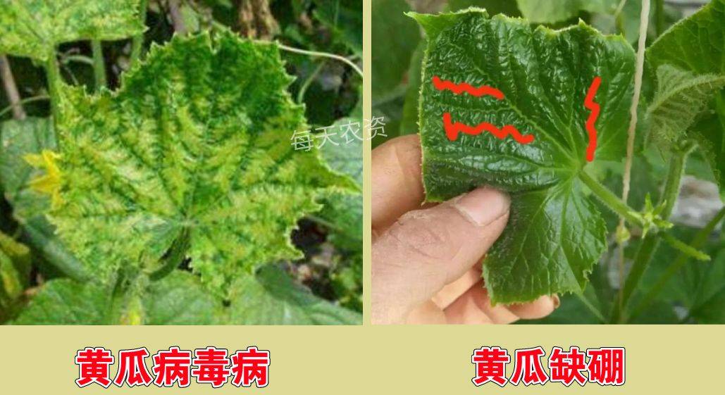 叶片发黄,是缺素还是病害?80%的人都分不清!