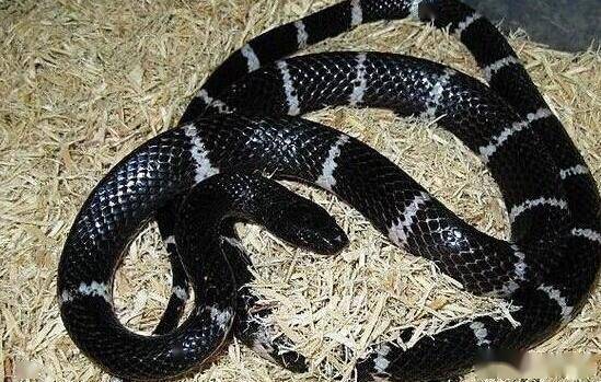 都是黑白环状相间的外表和细长体型的银环蛇?