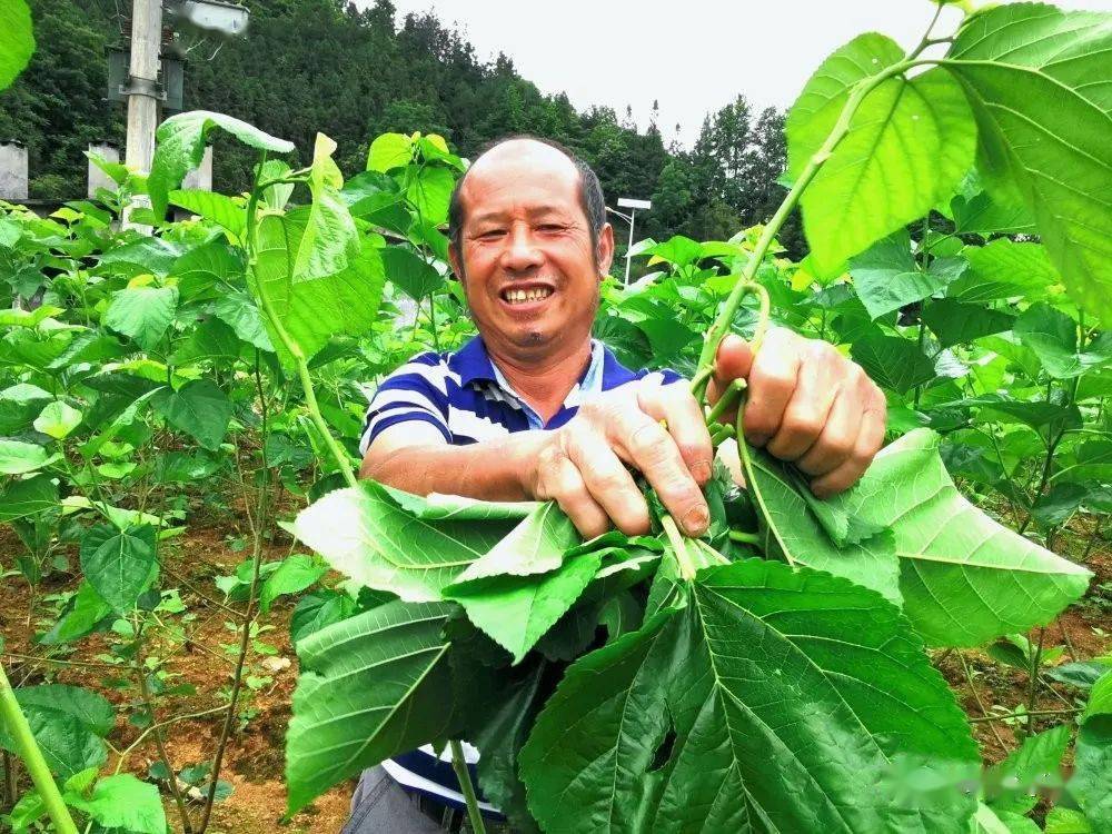 图为岑巩县凯本镇凯府村村民在采摘桑叶(唐鹏摄)