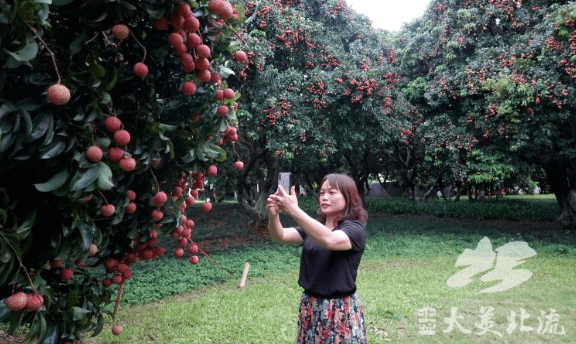 北流市花果山公园城市里的荔枝园