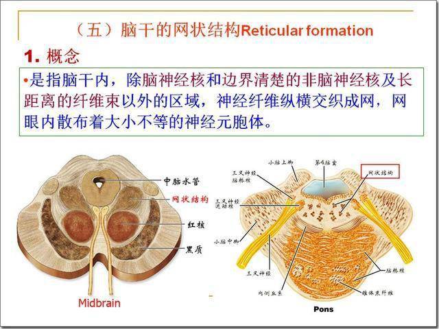 4)参与睡眠发生,抑制痛觉传递 中缝核群中的5-羟色胺能神经元,发出