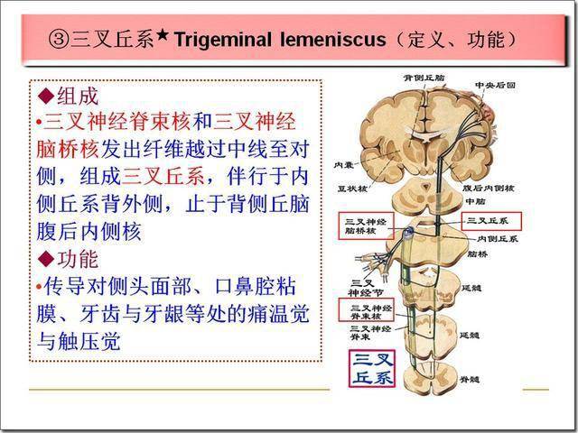 脑干解剖及损害分析_延髓