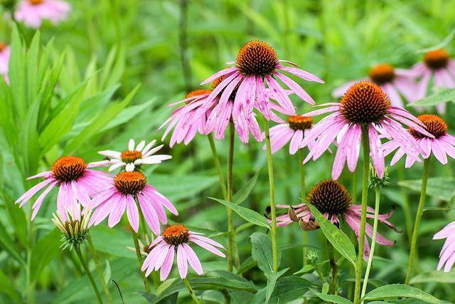 松果菊能长多大 a2f8c2eec00f419791bdf0ccb9d2520c.jpeg