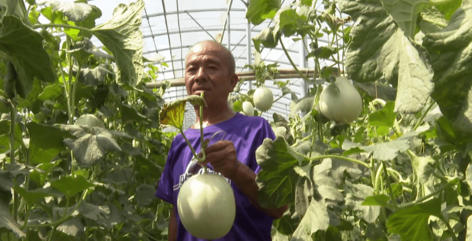 马楼镇这个村的特色种植业引领乡村振兴!