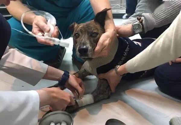 狗为啥会有癫痫 d7d454290d8c4a6095ddf261a3238682.jpeg