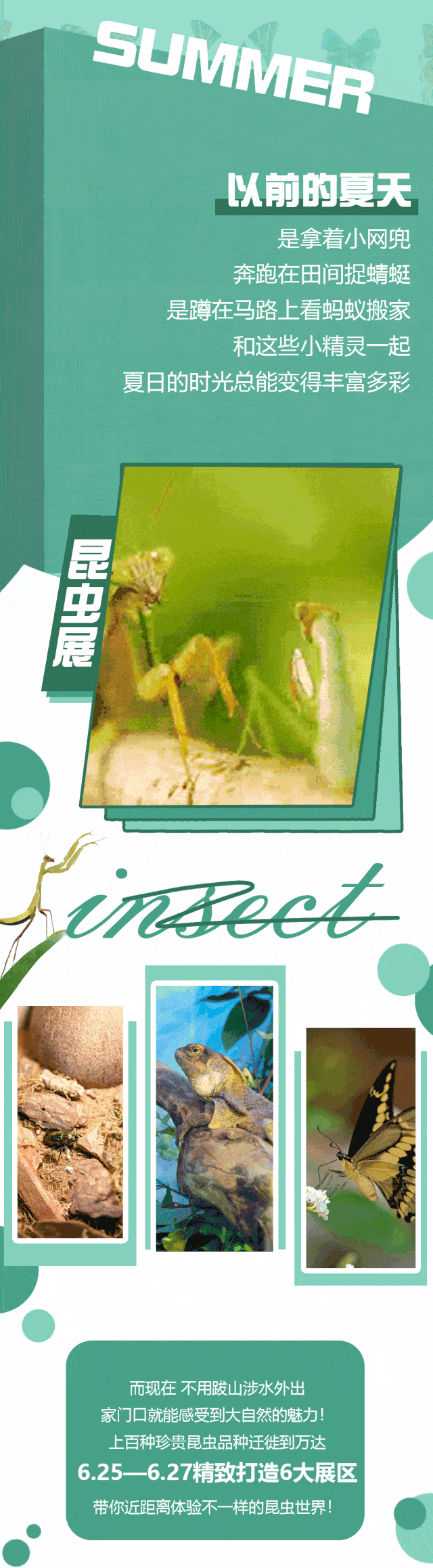 这里有浪漫的七彩蝴蝶花房钢铁勇士甲虫致命猎手螳螂梦想卫士捕鸟蛛