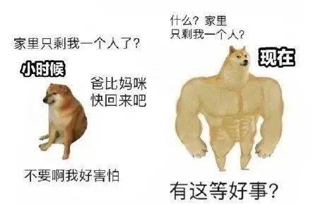 肌肉犬和小废狗对比合集,个个都是真实的你!