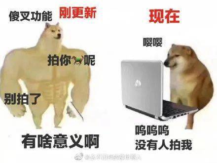 肌肉犬和小废狗对比合集,个个都是真实的你!