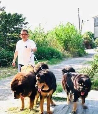 饲主牵着3只霸气獒犬在巡村,网友:简直是地狱三头犬!