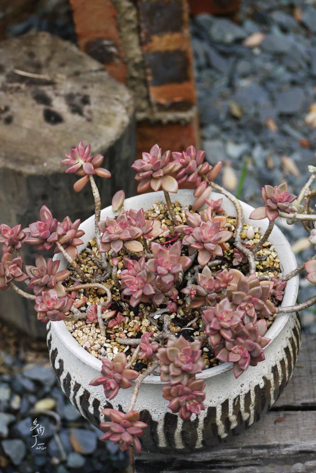 多肉种植土图解 8a7fdafcad1f4b119f13aeda5d88eb93.jpeg