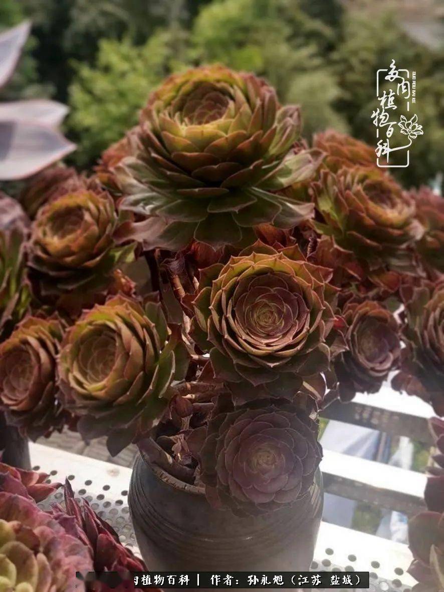 元老级别的一颗万圣节,从状态可以看出来,养多肉都是时间熬出来的