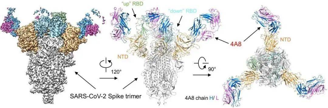 陈薇团队：新冠病毒抗体研究取得重大突破