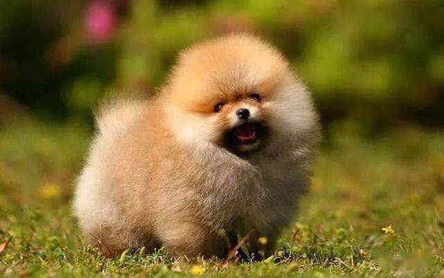 小型犬第一名是谁 1634b5396f1340de8f1a919208541cee.jpeg