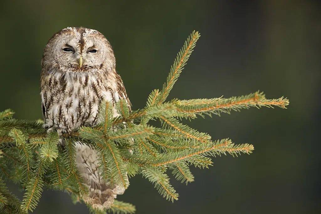 在欧亚大陆北部的茫茫林海,生活着灰林鸮的大表哥长尾林鸮(ural owl)