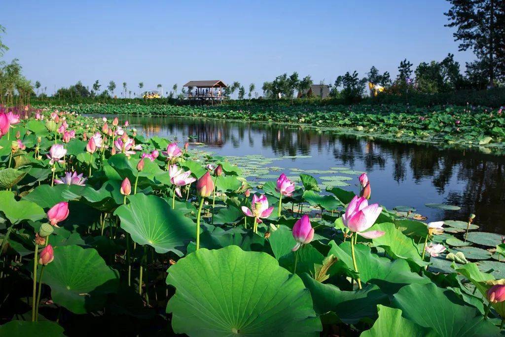 荷花待放!6月25日,辽阳柳壕湿地公园开园,炎炎夏日,来这避暑!