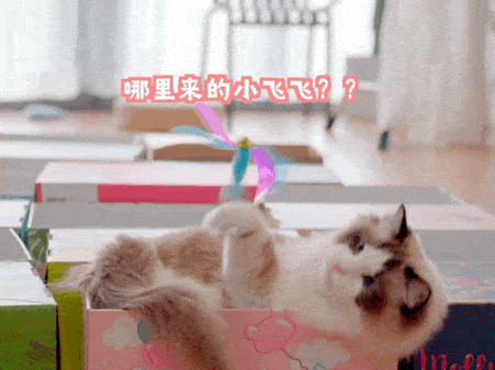 现在知道为什么猫咪们 都这么爱钻盒子了吧~ 在喵星人的心里 金窝银