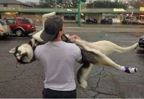抱狗你抱对了吗?5种错误抱狗狗的姿势,最好不要做