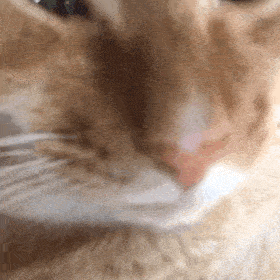 网红猫咪 | 沙雕猫咪敦敦表情包(三)