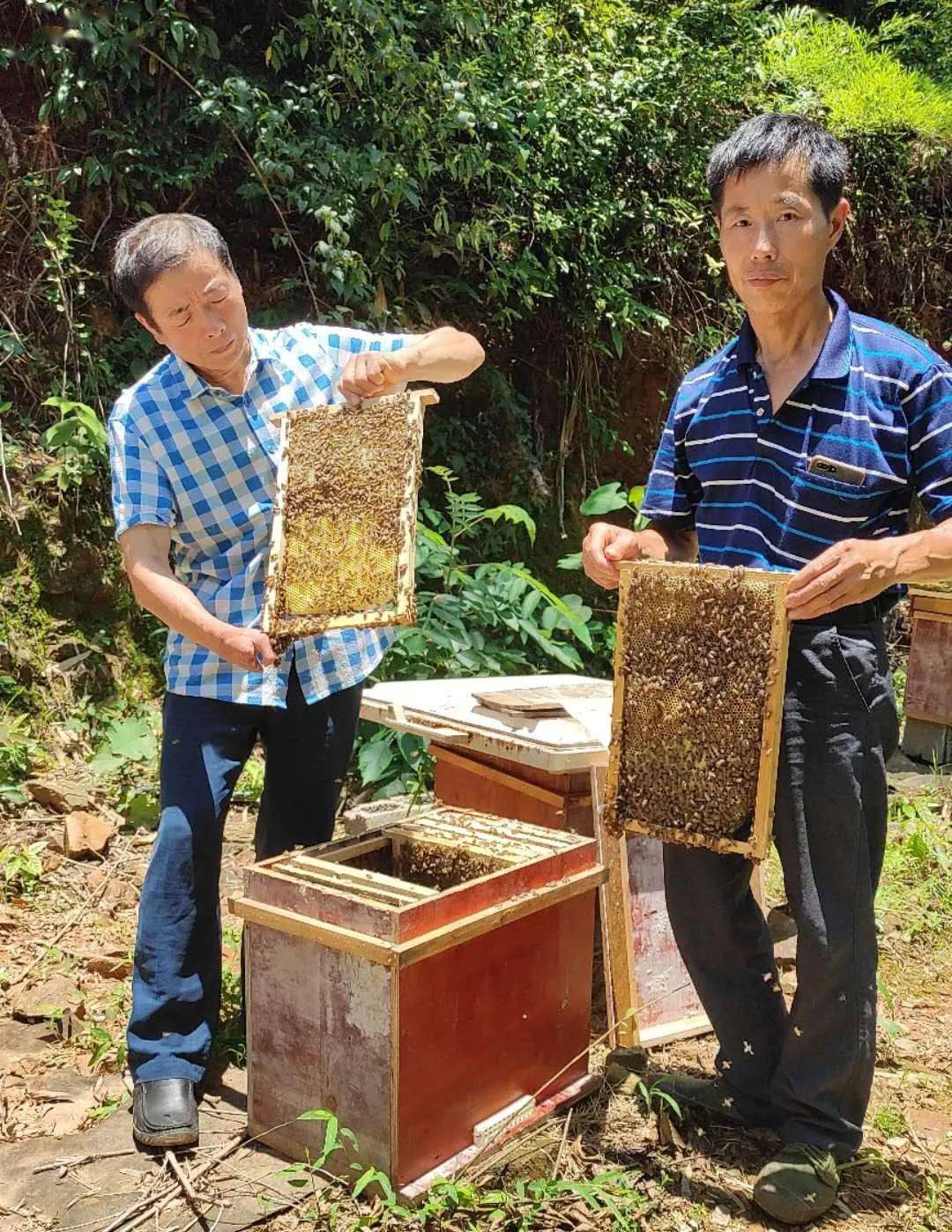 朴实纯粹的养蜂人,古道热肠的"探花郎"