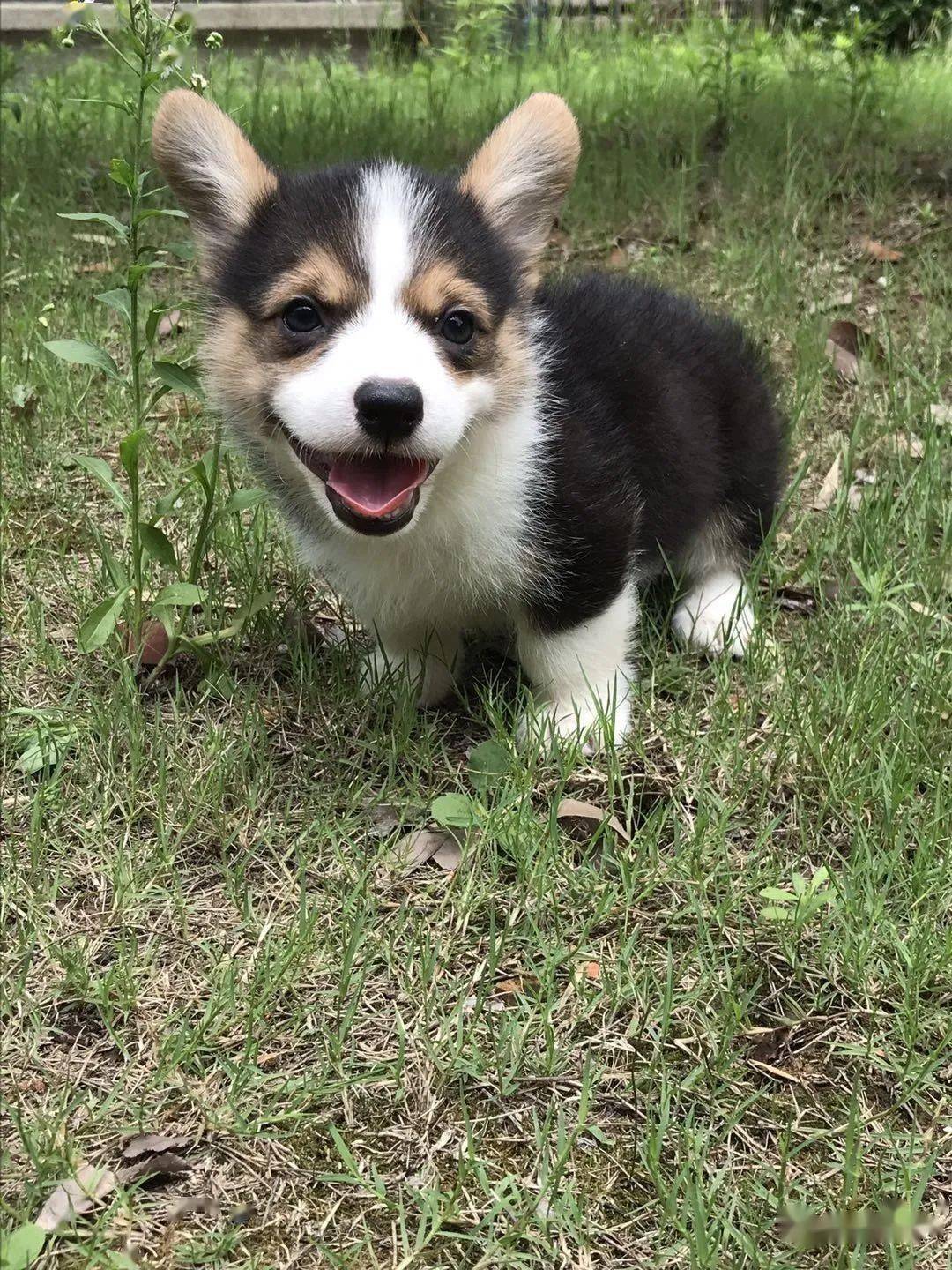 柯基排名_小型宠物犬排名柯基(2)
