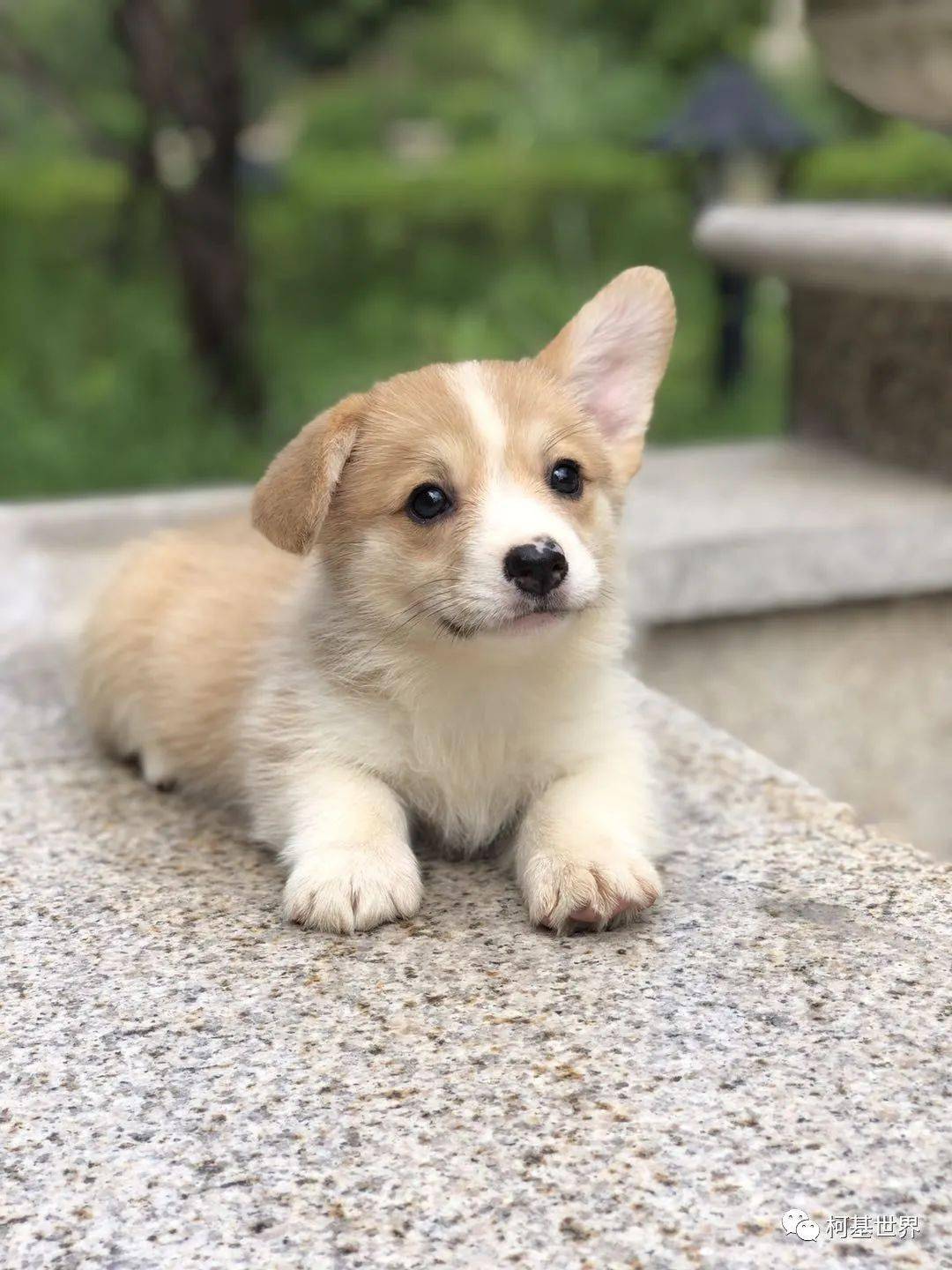 柯基排名_小型宠物犬排名柯基(2)