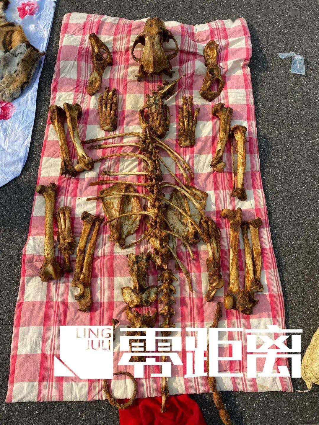 男子不远千里到江苏出售虎皮虎骨售价120万