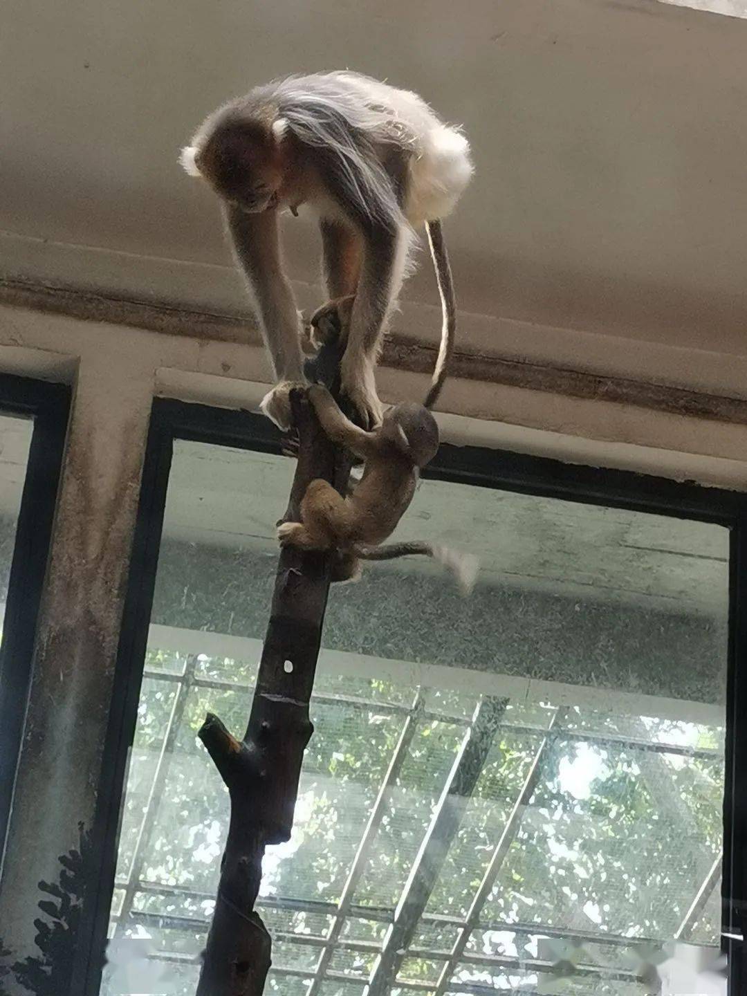 毛色|“国宝”川金丝猴“美女宝宝”迎客啦！