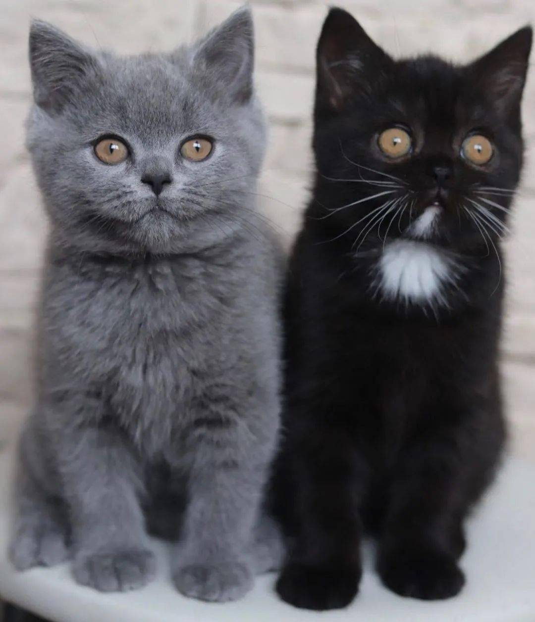 世界上最罕见的双面猫喜当爹！网友：看出来是亲生的