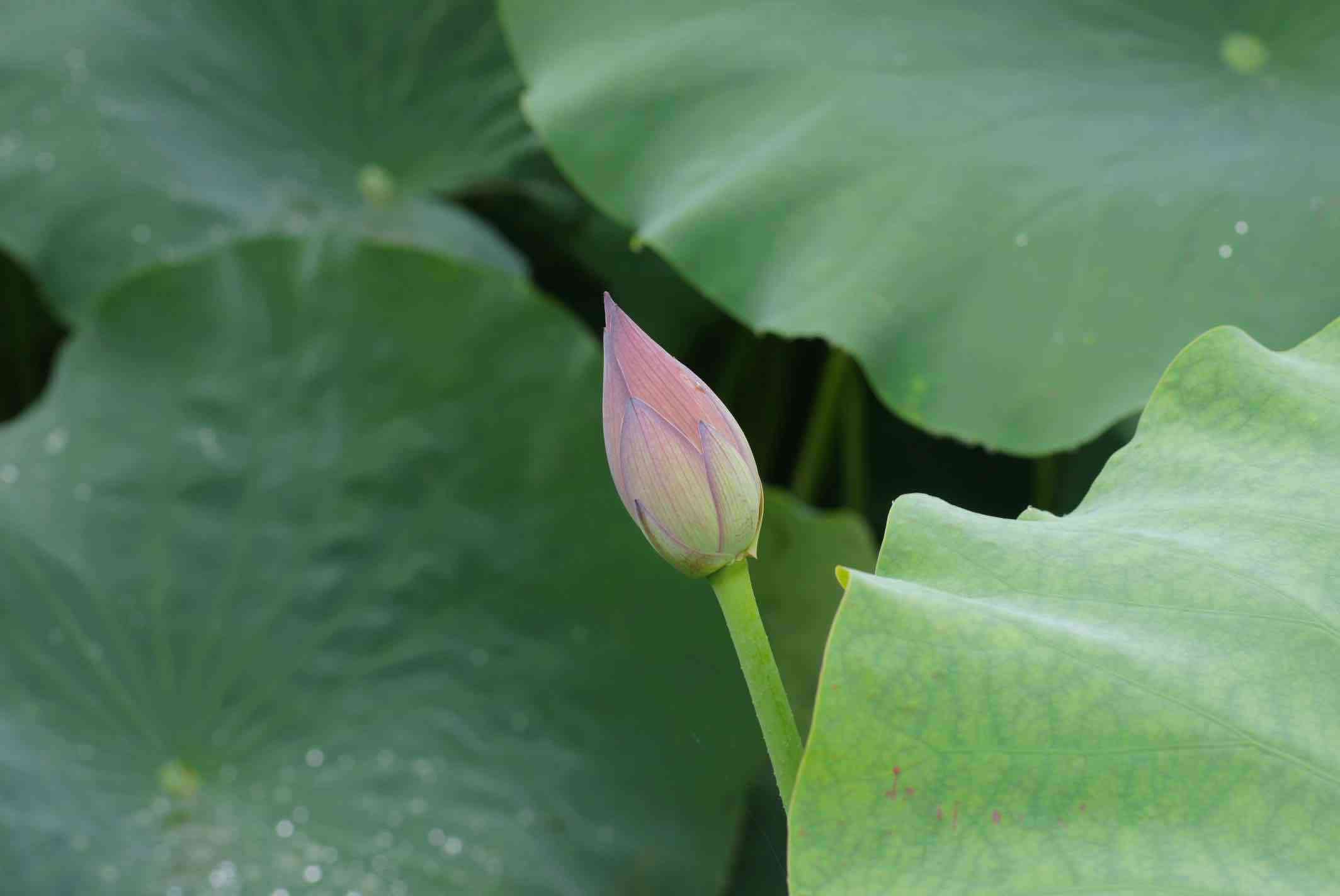 池塘边长几个花猜成语_农村池塘边花海图片