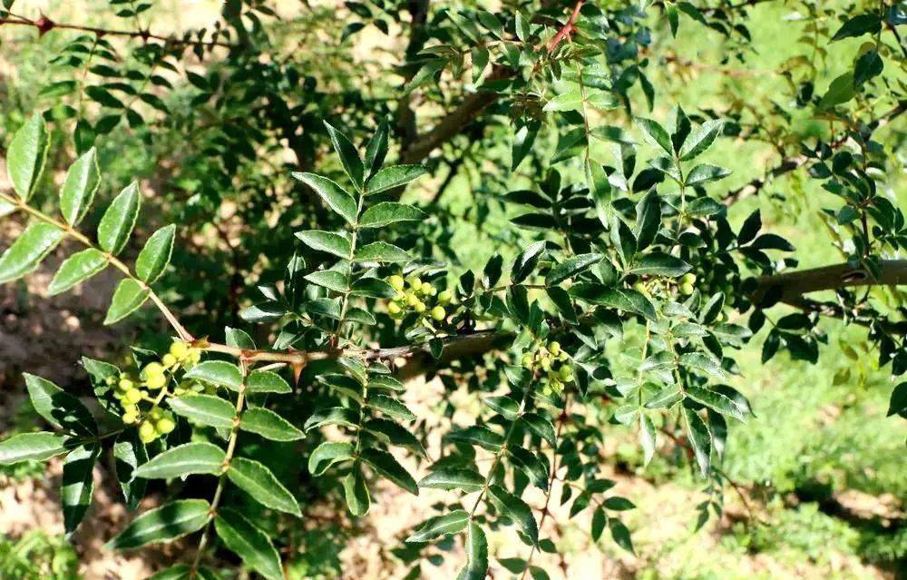 康家集:芍药花开迷人醉,花椒种植助脱贫_朱富涛