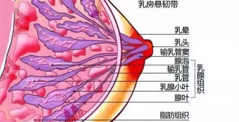 奶孔细怎么办